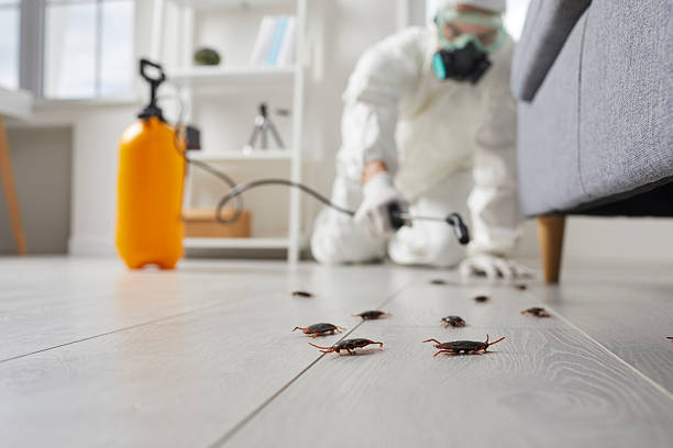 Trusted Termite Control service in Colorado Springs, CO - Nex Pest Control